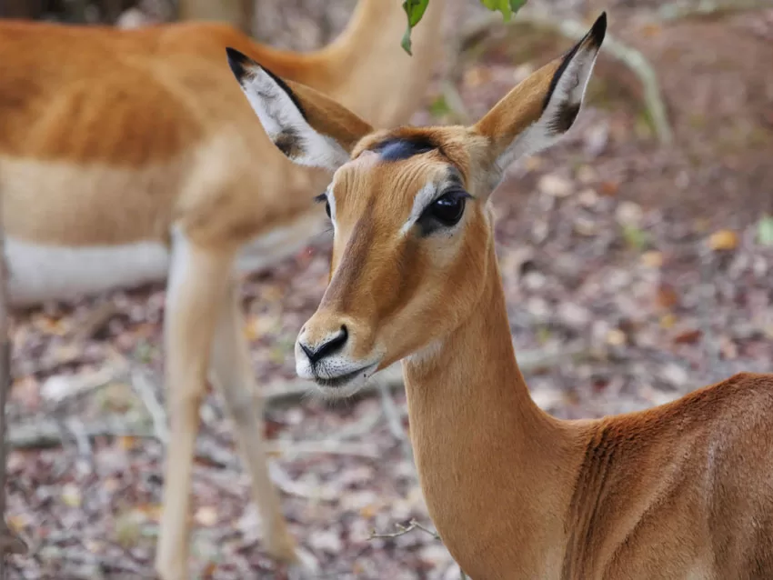 Akagera National Park