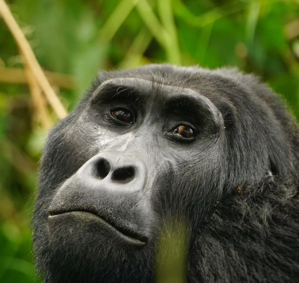 Bwindi Gorilla Forest