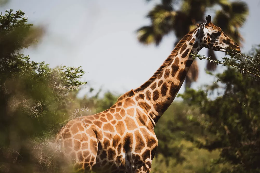 Murchison Falls