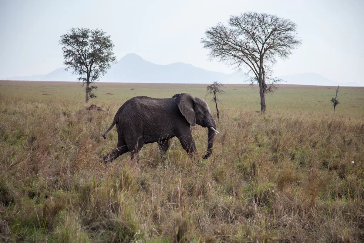 Kidepo Valley National Park