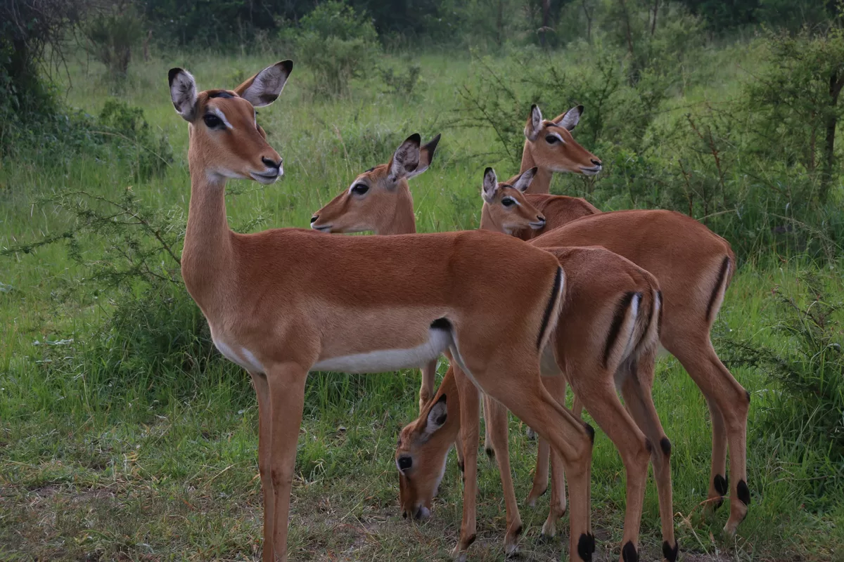 Lake Mburo National Park