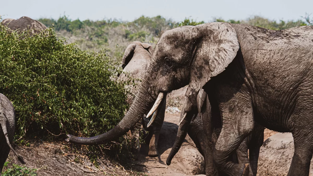 Queen Elizabeth National Park