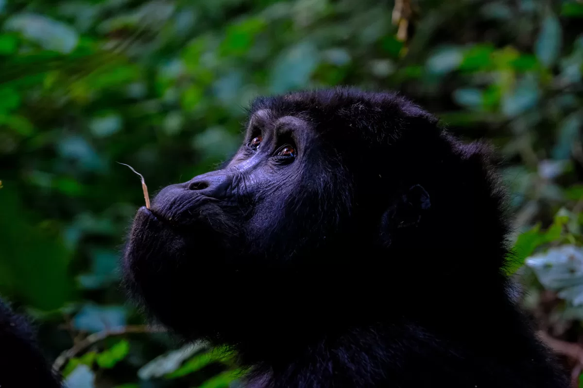 Rwanda Gorillas & Wildlife