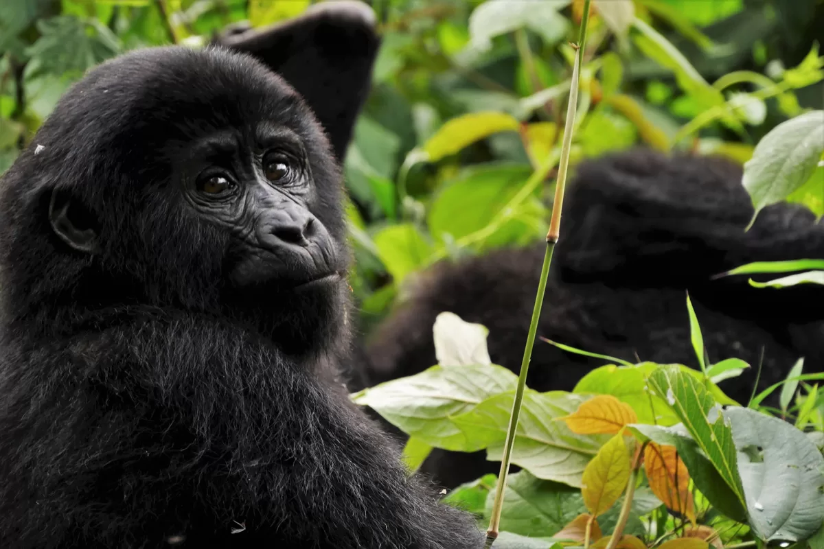 Uganda Gorilla & Wildlife 