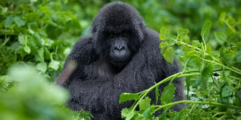 Uganda Gorilla Trekking