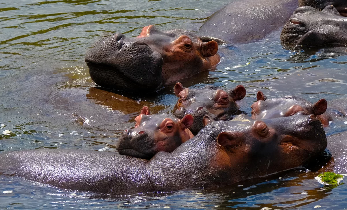 Murchison Falls and Wildlife 