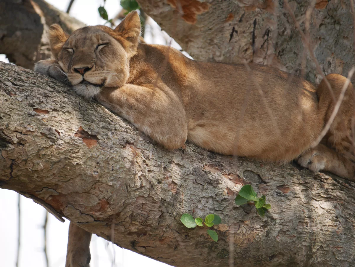 Safari to Queen Elizabeth National park